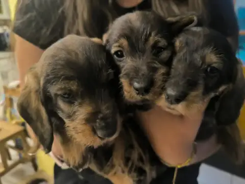Teckel Poil Dur  Chiot N°2 Des Petites Tetes De Pioch 929f1
