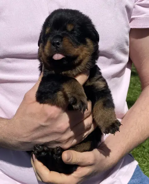 Rottweiler photo 3