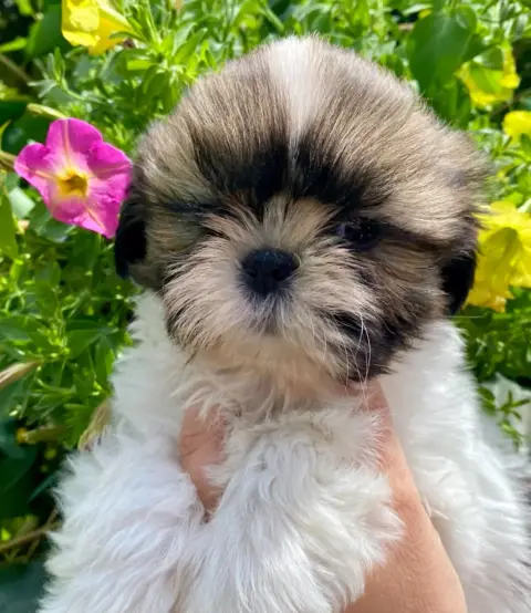 Shih Tzu  Bouh De La Baronnerie Des Cuillerdier photo 2