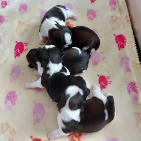 Shih Tzu  Chiot 4 Des Trésors De Kailash
