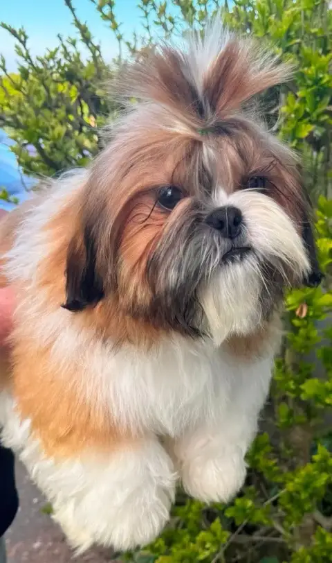 Shih Tzu  Arlo Des Merveilles D'Oceane