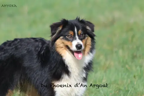Berger Australien  Ahyoka Du Phoenix D'An Argoat