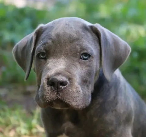 Cane Corso  Bailey Dei Protettori Della Corona photo 2