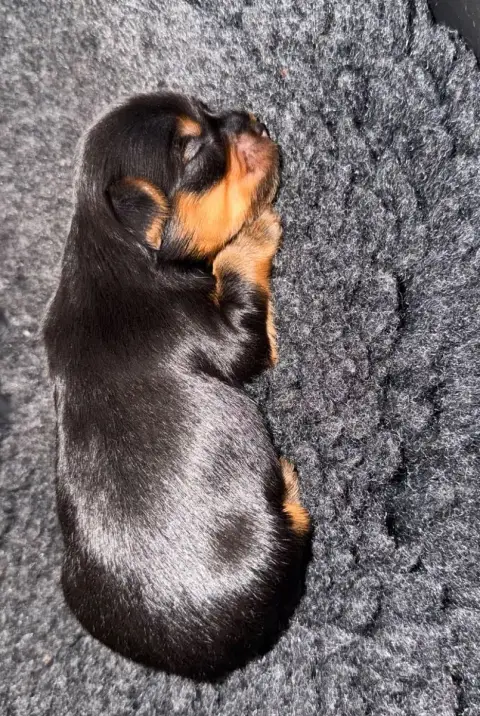Adopter Yorkshire Terrier 
                        Chiot N°1  816ad