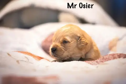 Golden Retriever  Monsieur Osier Des Terres Sacrées D 98f86 photo 2