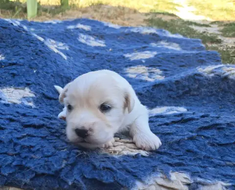 Coton De Tulear 
                        Chiot N°2 Du a47ce photo 3