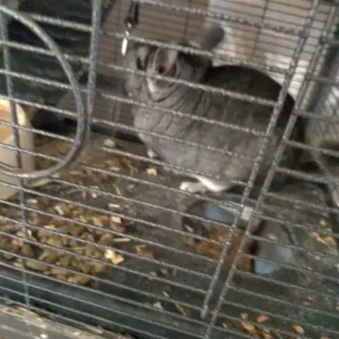 Chinchilla