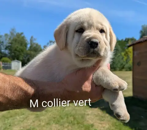 Labrador Retriever  Mâle Collier Vert Du Domaine Char d79e9