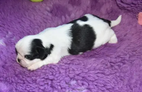 Shih Tzu  Chiot 5 B.............. De La Maison Du Rye 966ea photo 2