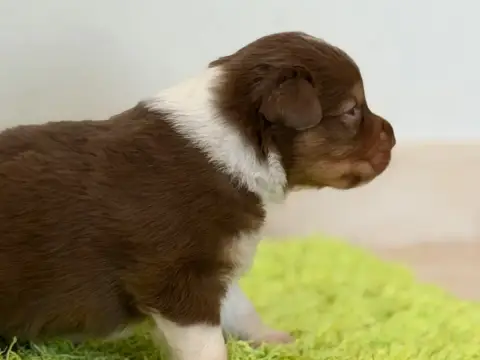 Berger Australien  Chiot 6 Au Royaume Des Jolies Perl 8bcfb photo 3