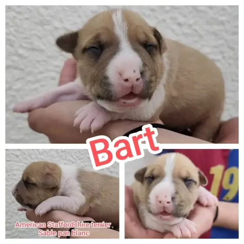 American Staffordshire Terrier  Bart