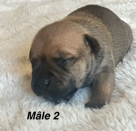 Staffordshire Bull Terrier  Chiot N°2 Du Royaume De B a19a8 photo 3