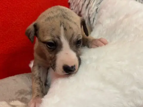 Whippet  Bowie Du Cèdre Enchanté