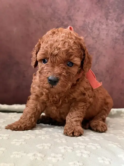 Caniche  Blood De La Cour De Mimali