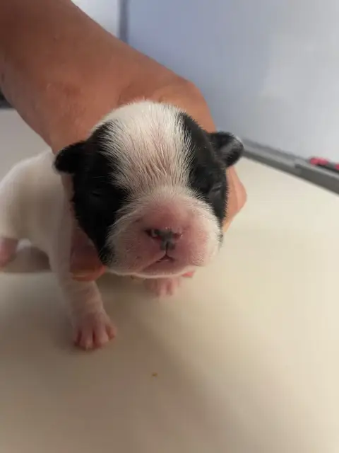 Bouledogue Français 
                        Barnum D 63c84