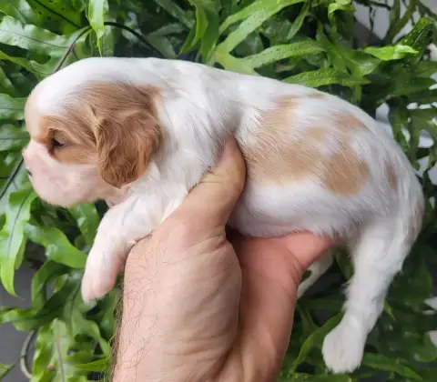Cavalier King Charles Spaniel  Chiot N°1 Du Domaine D 1c96a photo 2