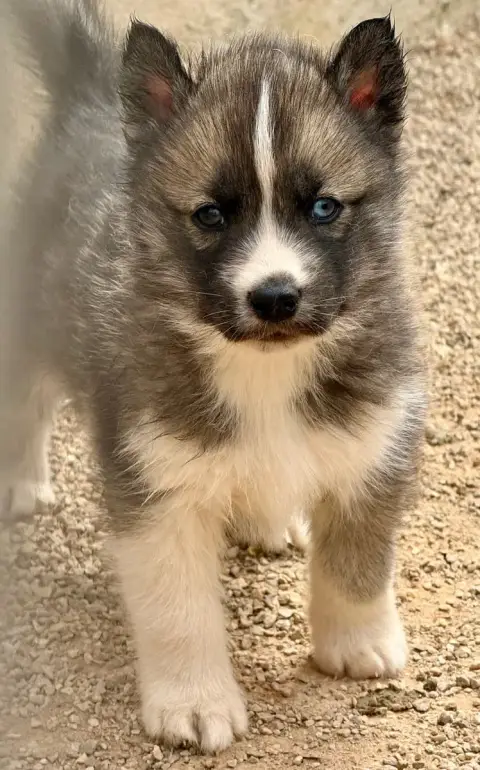 Siberian Husky  Chiot N°1 De Romane De La Fardelle