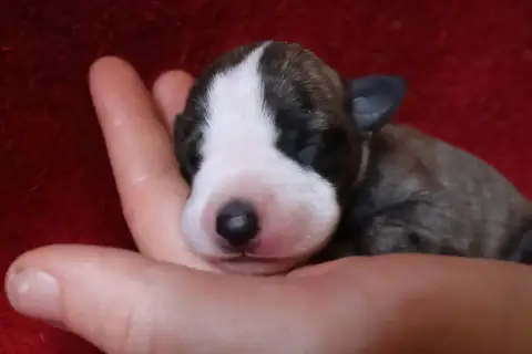 Whippet  Chiot N°7 Dear Sweety