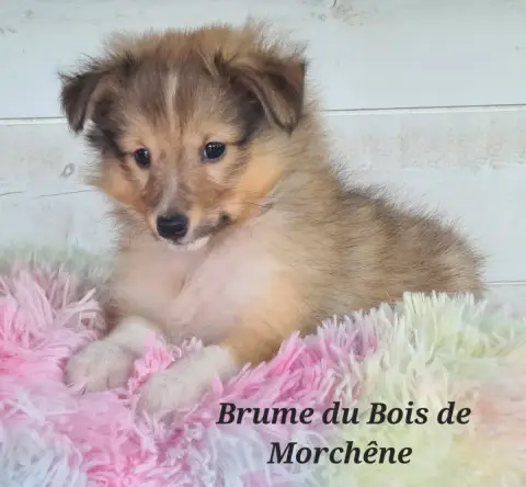 Shetland Sheepdog  Brume Du Bois De Morchène