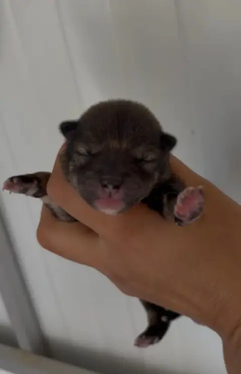 Shiba  Chiot 3 Du Bois De Compiègne