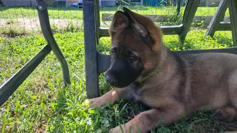 Berger Allemand  Britta