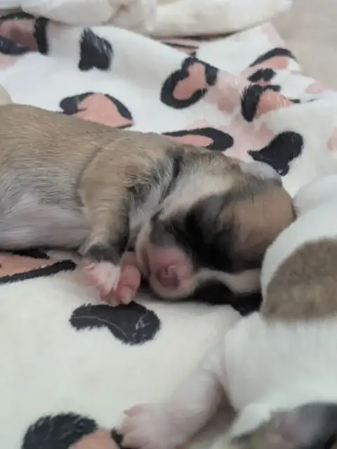 Chihuahua  B... De La Grande Epopée photo 2
