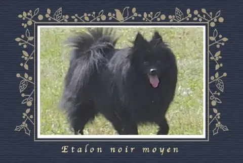 Spitz Allemand photo 3