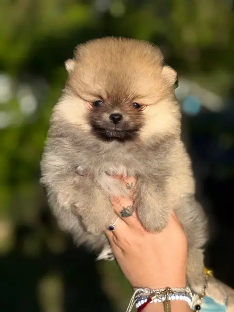 Spitz Allemand  Chiot N°2 Of The Dark Sea