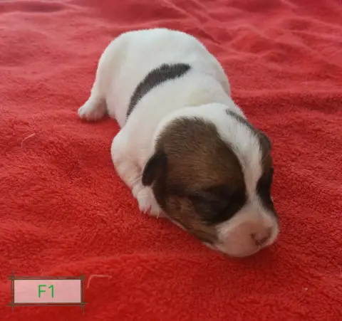 Jack Russell Terrier 
                        B... De 48d9c