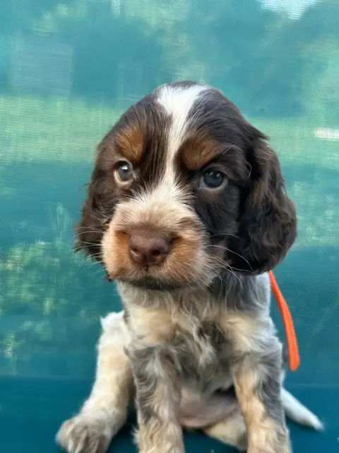 Cocker Spaniel Anglais  Collier Orange De L'Empereur  09a19 photo 3