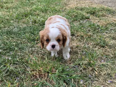 Cavalier King Charles Spaniel  Balto De Paline photo 3