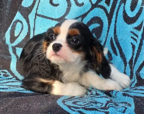 Cavalier King Charles Spaniel  Billy De La Colline Au 339b3 photo 2