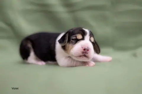 Beagle  Collier Violet Du Domaine D'Amandine