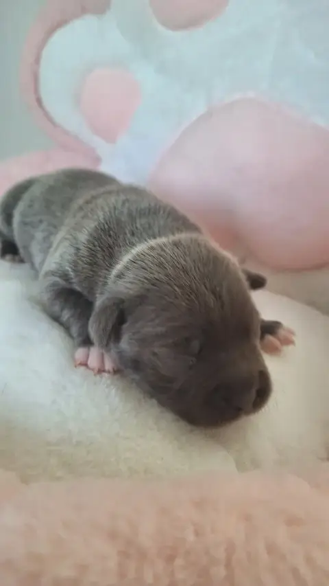 Staffordshire Bull Terrier  Baika Woody'S Original
