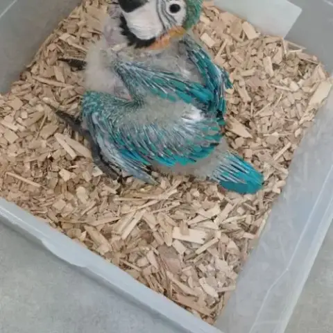 Bebe Ararauna Eam