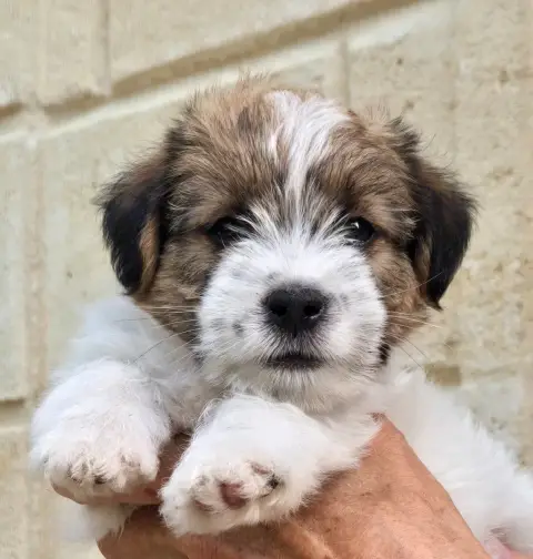 Jack Russell Terrier  Butterfly Des Gerveilles