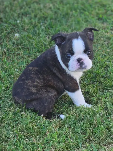 Boston Terrier  Baxter Du Domaine De La Cour Souverai 2814e photo 2