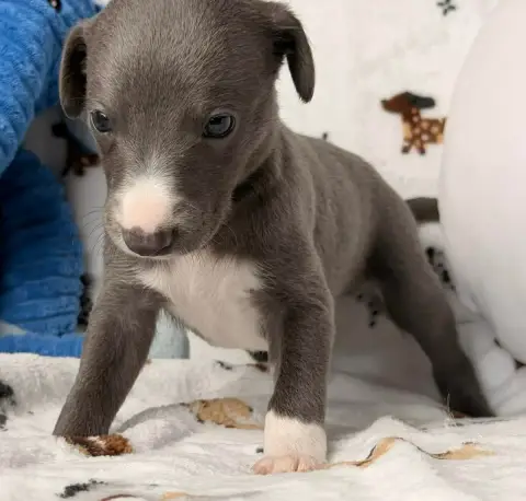 Whippet  Batman De La Bastie D'Hucaroc photo 2