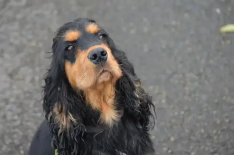 Cocker Spaniel Anglais  Boomer Du Domaine Des Merveil 0f1ab