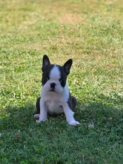 Boston Terrier  Balto Du Domaine De La Cour Souverain 847e6