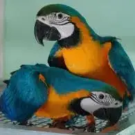 Ara Ararauna