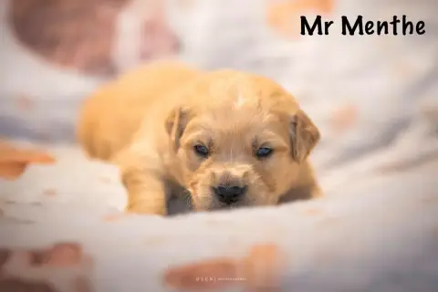 Golden Retriever  Monsieur Menthe Des Terres Sacrées  2d76b photo 2