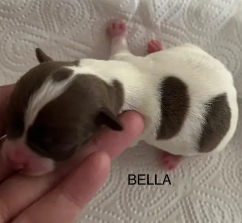Chihuahua  Bella Des Rois Du Monde photo 2