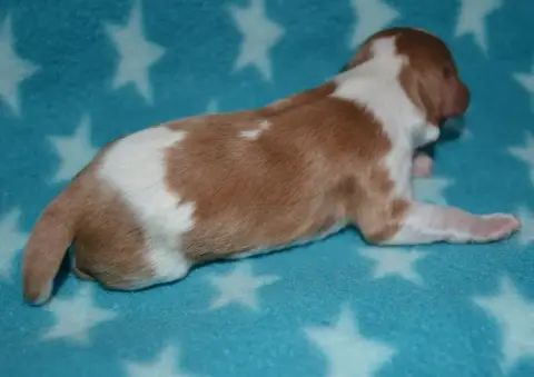 Cavalier King Charles Spaniel  Chiot 5 De La Vallée D 52b2f photo 2