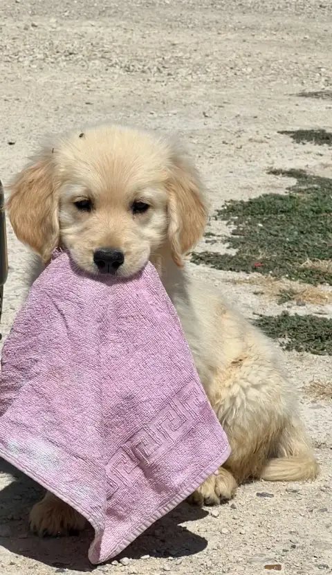 Golden Retriever  Baltimore De L Eternel Mitness