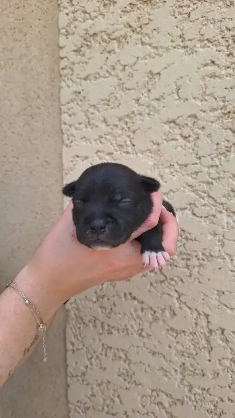 Staffordshire Bull Terrier 
                        C c9ed3