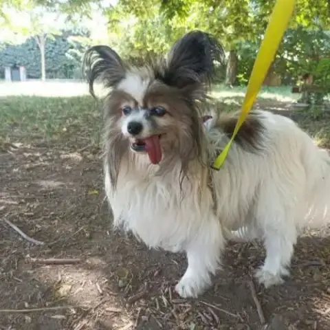 Chienne Diane