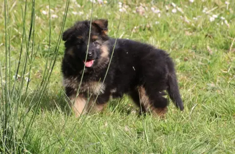 Berger Allemand Poil Long  Chiot N°1 Du Domaine De La 4837e