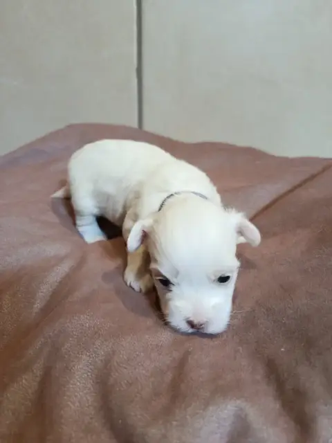 Coton De Tulear  Violet Du Haut De Champfleury