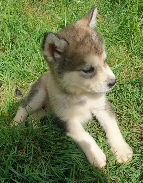 Alaskan Malamute photo 3